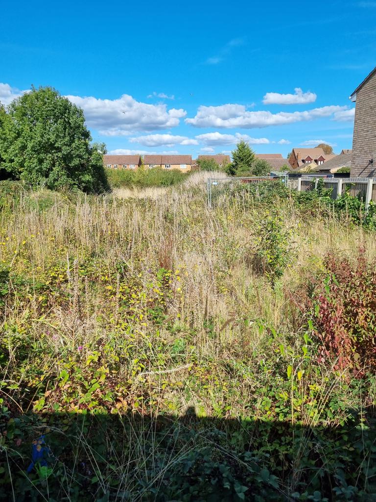Empty area that had a lot of bramble